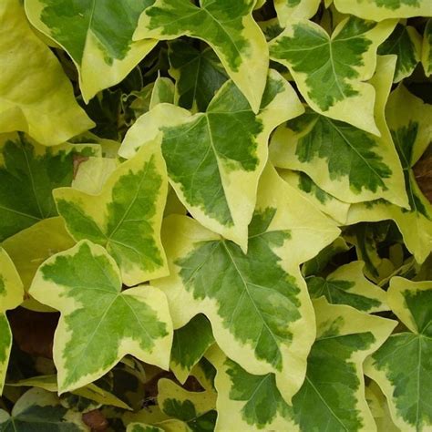 I have worked in the interior landscape industry for more than 30 years taking care of indoor plants. Potted Variegated Ivy Plants On Sale in Ireland | Buy Ivy ...