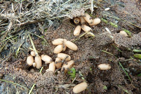 Das kann einige tage oder wochen dauern. Gartentipps: Ameisen wirksam vertreiben ǀ Husmann Blog