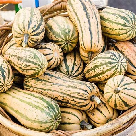 They are vine plants and need space to spread as they grow. Honey Boat Delicata Squash in 2020 (With images ...
