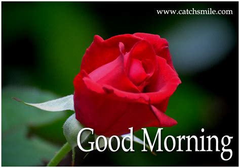 See more ideas about hindi good morning quotes, good morning quotes, morning quotes. Good Morning-Red Roses