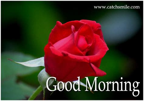 Good morning message for friends to greet them to have an amazing day ahead. Good Morning-Red Roses