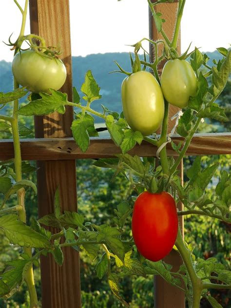 Determinate varieties (including bush varieties) reach a certain plant height and then stop growing. Which Tomatoes Are Determinate And Which Are Indeterminate?