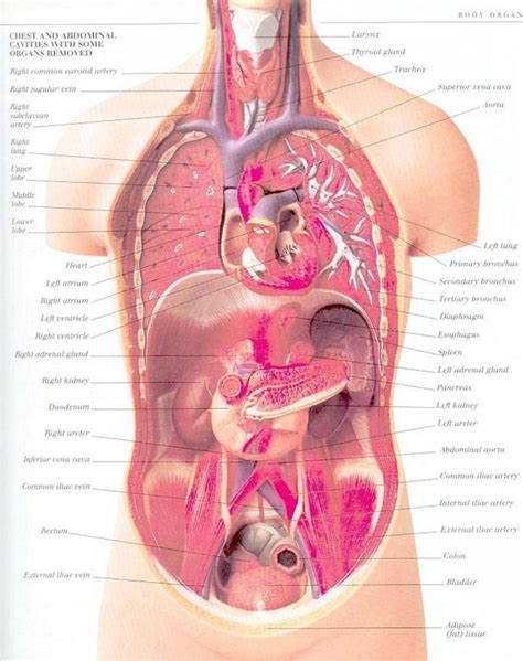 All internal organs are situated in the chest and abdomen. Human Anatomy & Physiology Online Course for Biofeedback ...