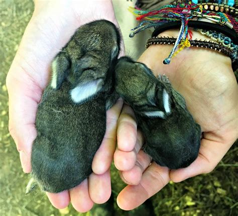 A troublemaker (usually a small and cheeky person) 2. Save the Runt - the Bunny Files - Farm Fresh For Life ...