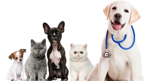 This was the absolute best vet experience i have ever had! Home - Janesville Veterinary Clinic