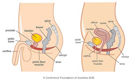 The female pelvic floor from a magnetic resonance image of the. How your weight impacts your pelvic floor · Continence ...