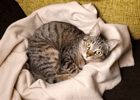 If you dig a hole in your yard, you'll notice that underneath the dry top layer is a moist, soft layer of cats roll in dirt for some valid reasons, and this behavior is, in fact, a common habit in many animals. Why Do Cats Love Dirty Towels? | Cat Breeds FAQ