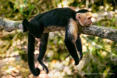 They are readily identified as the organ grinder monkey. Lounging | Rainforest pictures, Lovely creatures, Capuchin ...