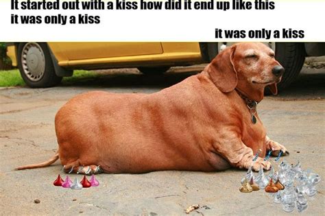 Let these awesome dog memes remind you that if you don't have an adorable pooch with you, then maybe you should adopt one asap! Big Guy | Weiner Dogs | Pinterest | Haha, Big guys and ...