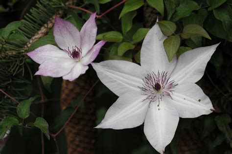 Für diese sorte ist ein winterschutz auf jeden. Clematis 'Utopia' | Clematis online kaufen