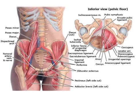 Differences between the male pelvis and the female pelvis. Image result for pelvic anatomy bone and muscles | Massage ...