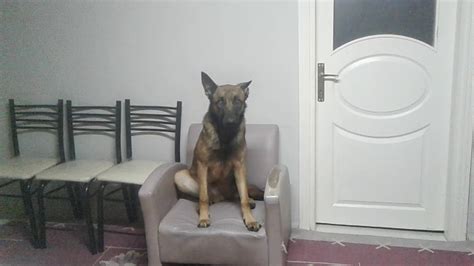 Belçika çoban köpeği avrupada groenendael ismiyle bilinmektedir. Belcika malinoas çoban köpeği 8 aylık erkek - YouTube