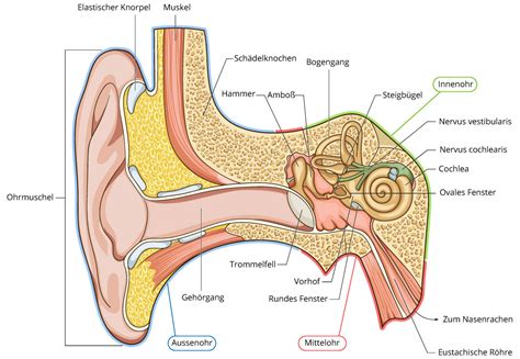 Sie konnte auch nicht so gut hören. ohr-anatomie