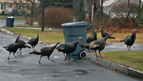 Wild turkey massachusetts state bird. Next time you spot a turkey around Massachusetts, tell the ...