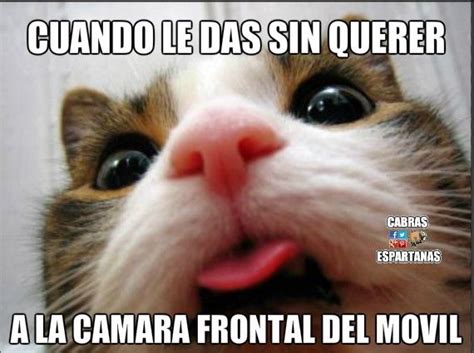 You can also upload and share your favorite meme wallpapers. Cámara frontal del móvil peligrosa | Gatos, Humor divertido sobre animales, Fotos divertidas de ...