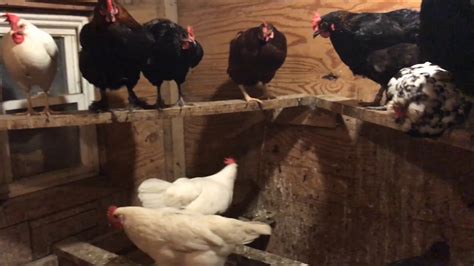 He's a very attentive roo and he's happiest when he has a job to do. How Many Chickens Do We Have? - YouTube