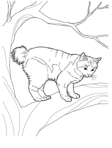 Colecție de la andreea cojocaru. planse desene de colorat pisica 3.gif (1590×2094) | Cat ...
