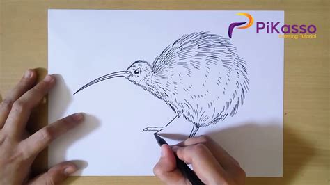 Kiwis are endangered, and there are approximately 200. How to Draw Kiwi Bird step by step - YouTube