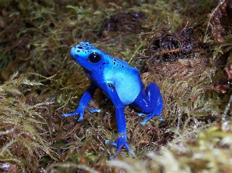 Untuk panduan dan maklumat tambahan mengenai program vle frong, sila ke cara log in vle frog menggunakan yes id. Conheça os 13 anfíbios mais estranhos da natureza