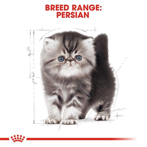 Check spelling or type a new query. Gambar Makanan Kucing Royal Canin - Koleksi Gambar HD