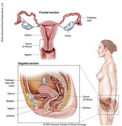 Anatomy of the human body. Cervical Cancer: Medical Illustrations | Cancer.Net