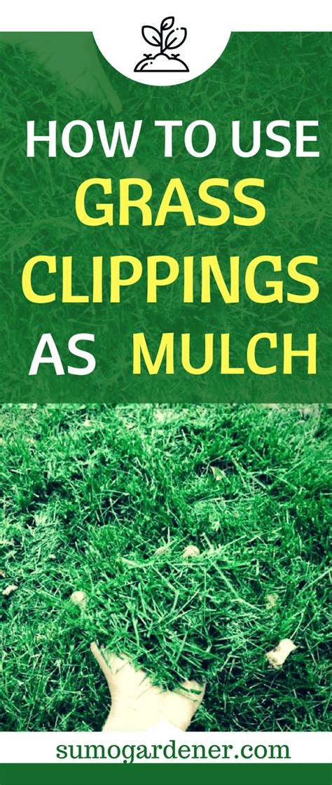 They are good for your lawn, in your compost and as mulch for your garden. How To Use Grass Clippings As Mulch Easily - Sumo Gardener
