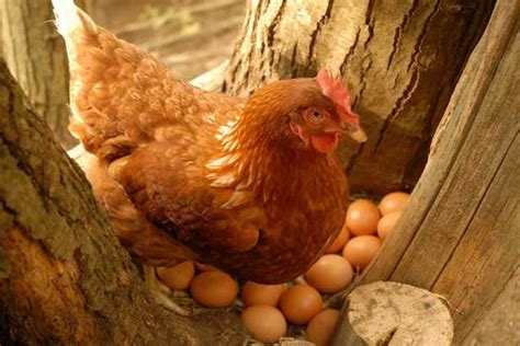 Si avvicina al mondo dei. L'alimentazione delle Galline - Idee Green