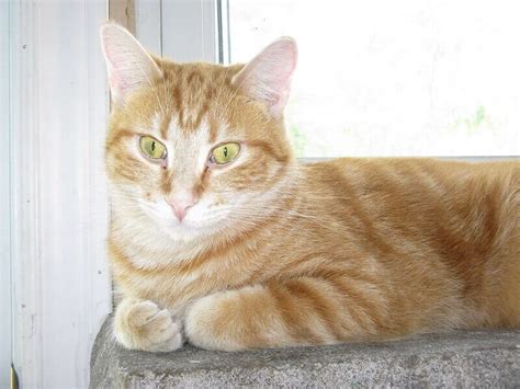 Male names for orange cats. Tabby Cat Names: 350 Best Names for Tabby Kittens | PetPress
