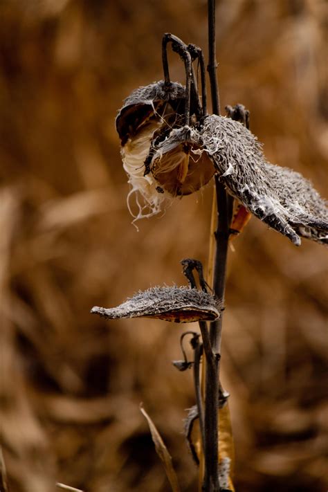 The dying part sounds promising, but the problem to be concerned about is the setting of seed. Pin on Nature Photography