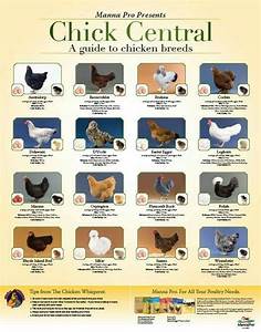 Pin By The Hen House On Raising Chickens Laying Chickens Breeds Egg