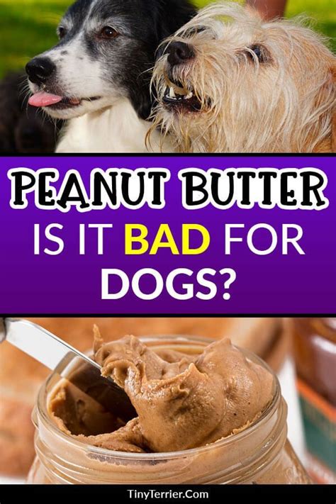 According to the american heart association, approximately 94.6 million american adults (roughly 40 percent) have total cholesterol levels of 200 mg/dl or higher. Can Dogs Eat Peanut Butter? Is it Safe | Can dogs eat, Dog ...