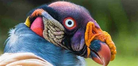 And eke with fatnesse swollen were his eyne. Deze prachtige kleurrijke vogel is eigenlijk een koningsgier en is nog mooier bij het spreiden ...