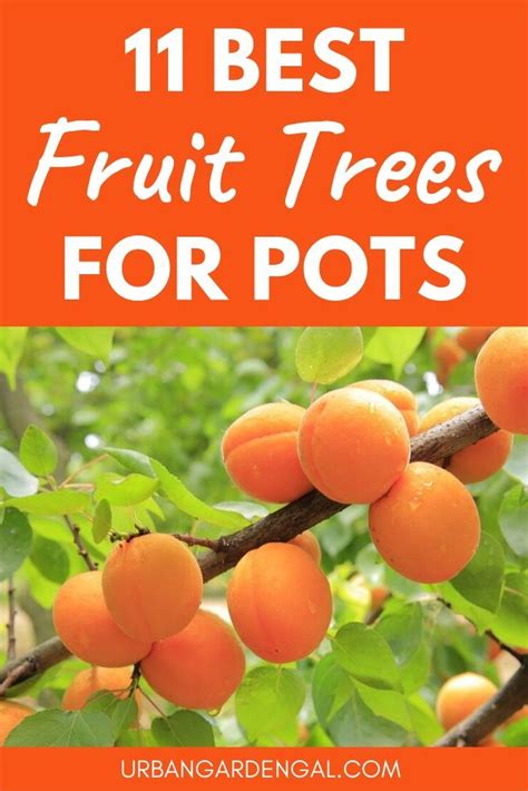 The mango (mangifera indica) is one of the most prolific fruits grown in the tropics and can be grown as far south as sydney, adelaide and perth. 11 Best Fruit Trees for Pots in 2020 | Growing fruit trees ...