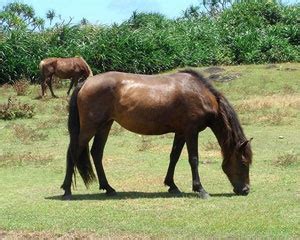 Herkunft & eignung, temperament & wesen. Yonaguni, Japan (With images) | Rare horse breeds, Horse ...