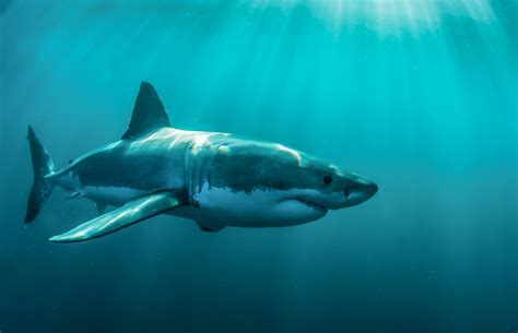 Maybe you would like to learn more about one of these? Wallpaper : animals, underwater, Great White Shark, ocean ...