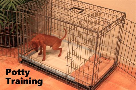 Hes 7 months old and at home incredibly obedient id love some imput form folks experience with this kind of dilema and with the petsmart training classes. Potty training. | Potty training puppy, Potty training ...