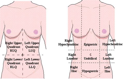 The stomach consists of several important anatomical parts. REVIEW chp 1 - Anatomy & Physiology 302 with Taylorini at ...