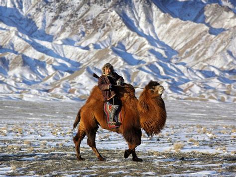 Yes, camels may be considered symbols of desert. Travel Shows to Watch on Netflix Right Now | Mongolia ...