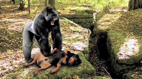 The gorilla is a huge weak link; mountain gorilla vs leopard Gallery