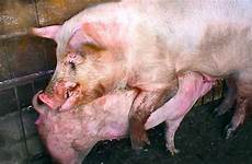 pigs mating