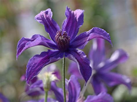 Maybe you would like to learn more about one of these? Waldrebe Saphyra ® 'Indigo' (s) / 'Cleminov 51' - Clematis ...