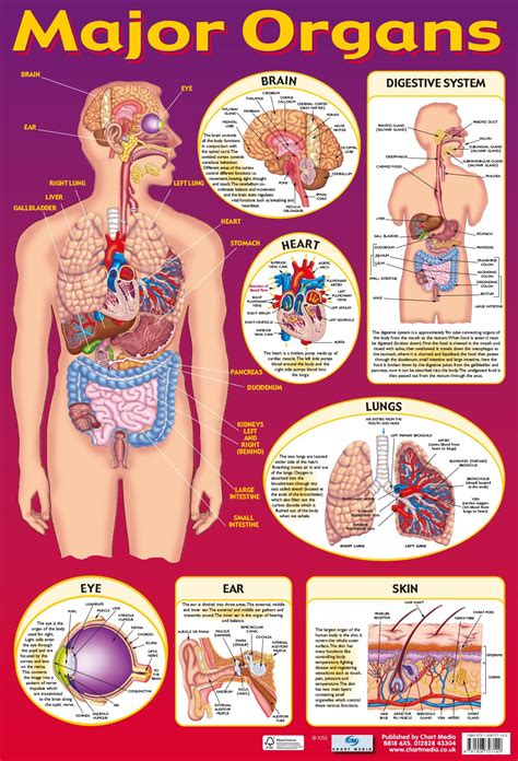 Organs are collections of tissues, nerves and blood vessels, each with their own role to perform. Posters UK | Major Organs Wholesale Wall Charts. Free Delivery