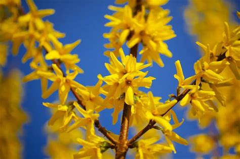 Small green flowers hang in spikes during spring. Brighten Your Yard With These Yellow Flowering Shrubs ...