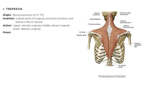 Neck and shoulder pain anatomy. Diagram Of Bones In Neck And Shoulder : Levator Scapula Muscle And Its Role In Pain And Posture ...