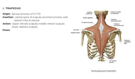 The auditory ossicles (malleus, incus, and stapes) of each ear are also bones in the head separate from the skull. Diagram Of Bones In Neck And Shoulder : Levator Scapula Muscle And Its Role In Pain And Posture ...