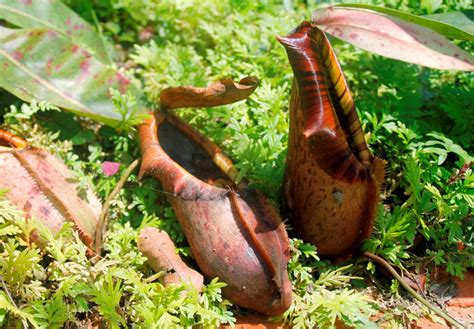 Periuk tanah untuk tanam uri. TERKS 'syurga' pengkaji periuk kera | Kembara | Berita Harian