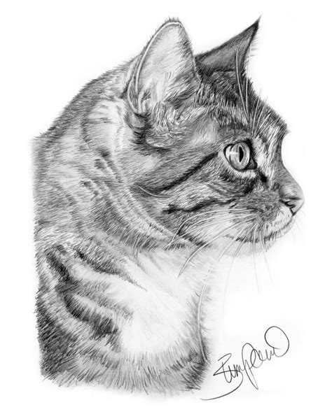 With just a few simple to follow steps you will learn pure awesomeness. Cat profile pencil drawing by Wendy Zumpano www ...