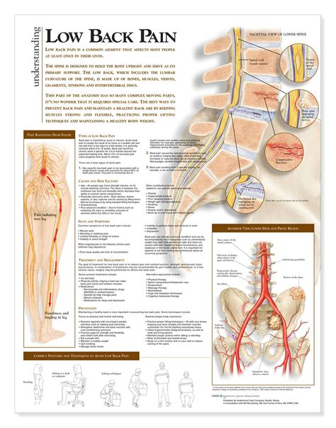 The head consists of two parts: Top Home Remedies for Treatment of Lower Back Pain