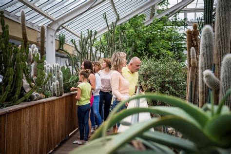 In de vijver van plantentuin meise groeien reuzenwaterlelies. Plantentuin Meise