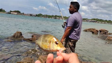 Tempat yang dijadikan spot memancing ikan patin galatama umumnya di kolam. Memancing Santai di Pantai Marina, Kemaman // Asal Usul ...